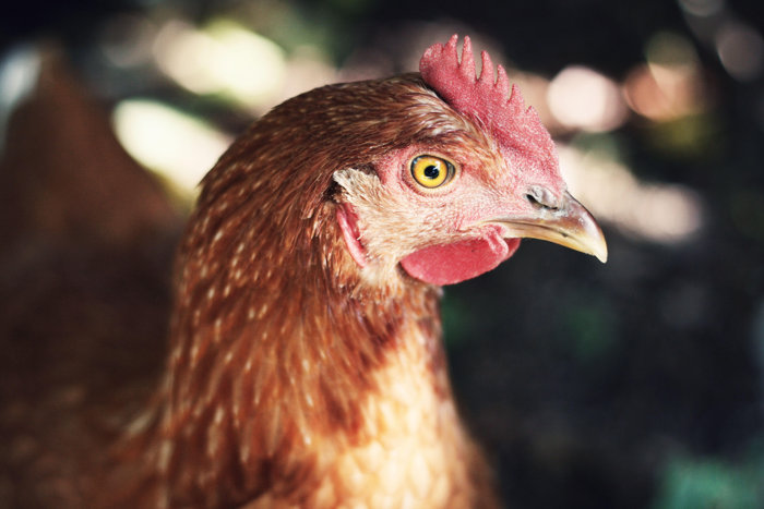 Chicken