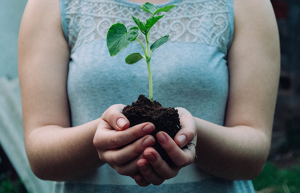 Seedling plant