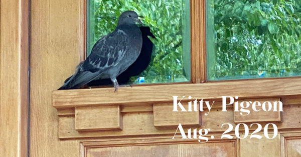 Kitty Pigeon